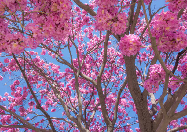 istock Close-up of pink tree blossoms against blue sky 938912106