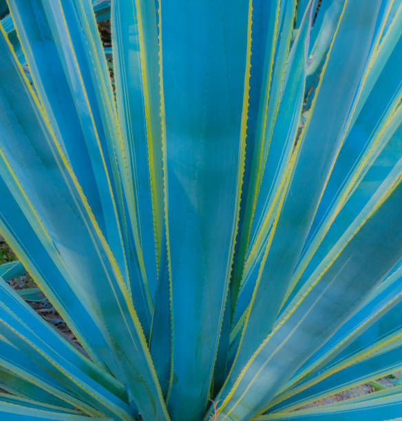 Agave portrait