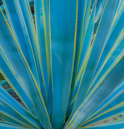 Agave cactus with yellow striped edge, close up ribs of cactus