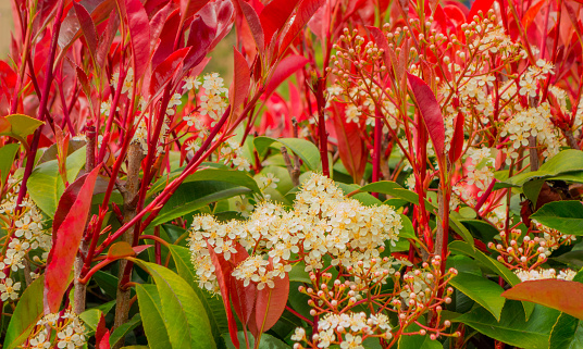 Red Tipped Photinia, red with green and white, , looking through flowers