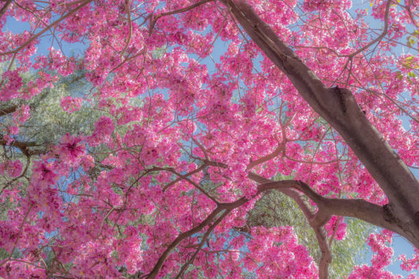 istock Closeup of pink tree blossoms against blue sky 938914316