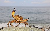 Close-Up Of Crab On Stone Against Sea