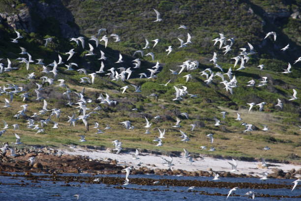 istock Flock Of Birds Flying Over Lake 938914908