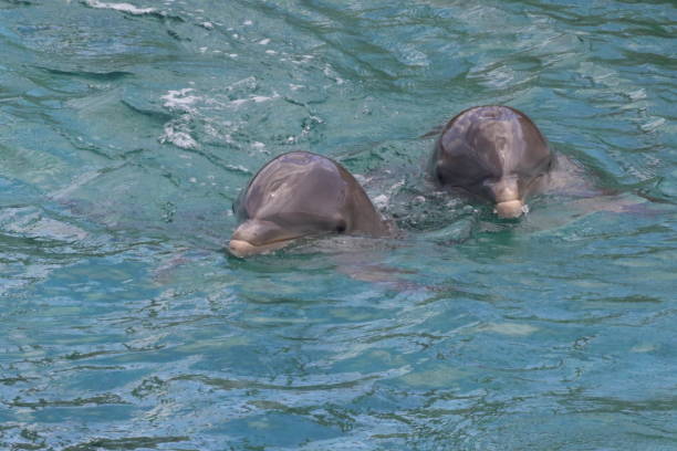 istock Dolphins Swimming In Water 938915552