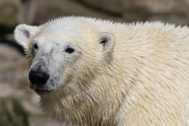 istock Close-Up Of Bear 938915900