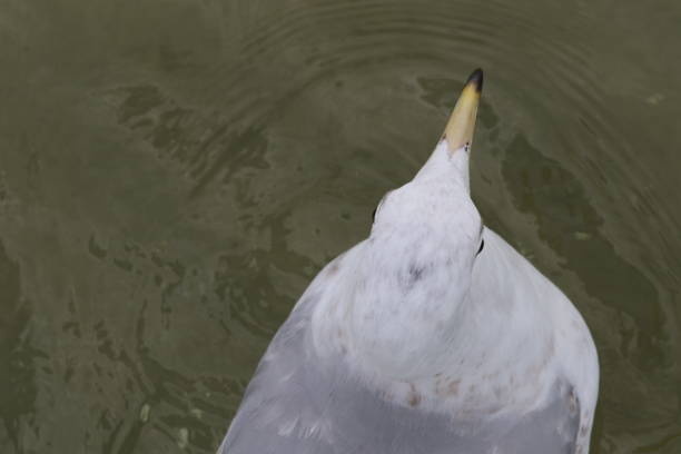 High angle view of seagull flying above calm water surface on a winter day in Venice, Italy