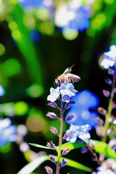 istock Close-Up Of Bee Pollinating On Blue Flowers 938919124