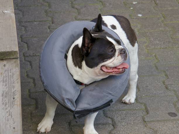 istock High Angle View Of Boston Terrier Wearing Life Belt On Footpath 938919418