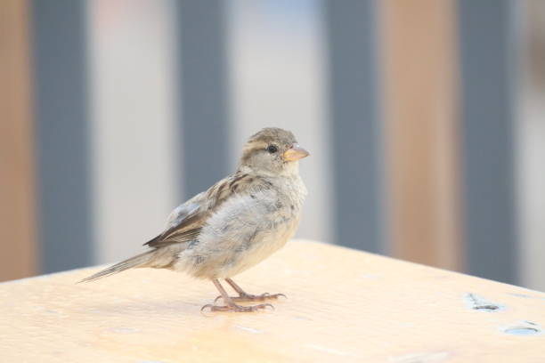istock Close-Up Of Bird Perching On Wooden Table 938923796