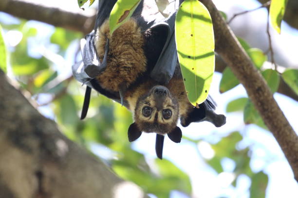 istock Low Angle Portrait Of Bat Hanging On Tree 938926824
