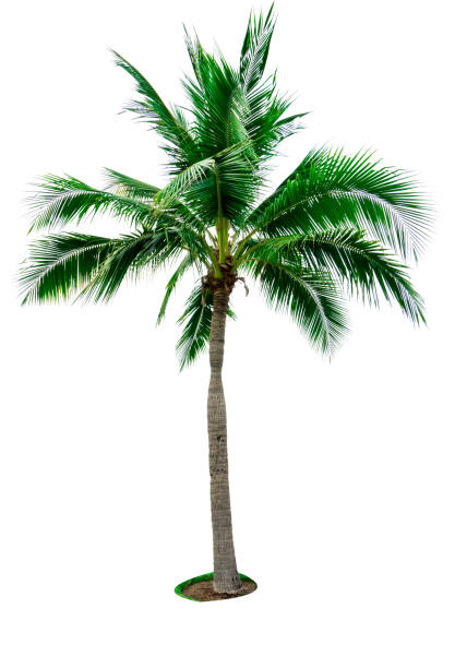 istock Coconut tree isolated on white background with copy space. Used for advertising decorative architecture. Summer and beach concept. Tropical palm tree. 938927634