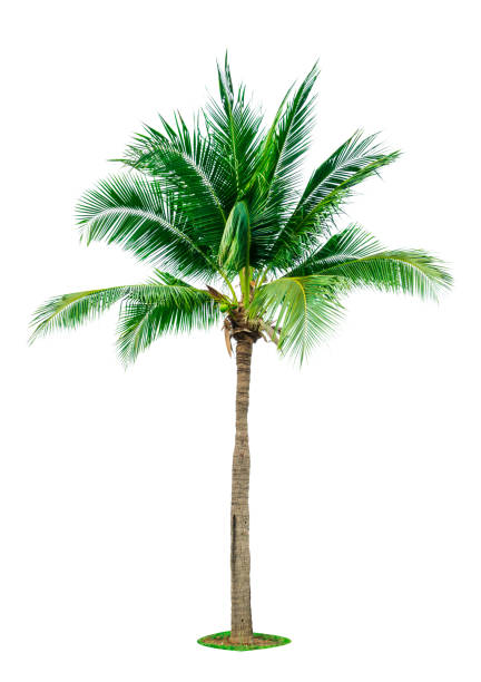 istock Coconut tree isolated on white background with copy space. Used for advertising decorative architecture. Summer and beach concept. Tropical palm tree. 938927646