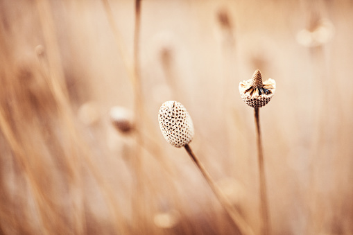 Nature in winter. Dried plant heads in natural light