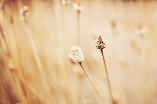 Nature in winter. Dried plant heads in natural light
