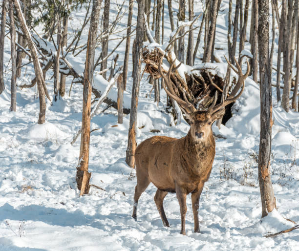 istock Male Red Deer with Magnificient Antlers 938930748