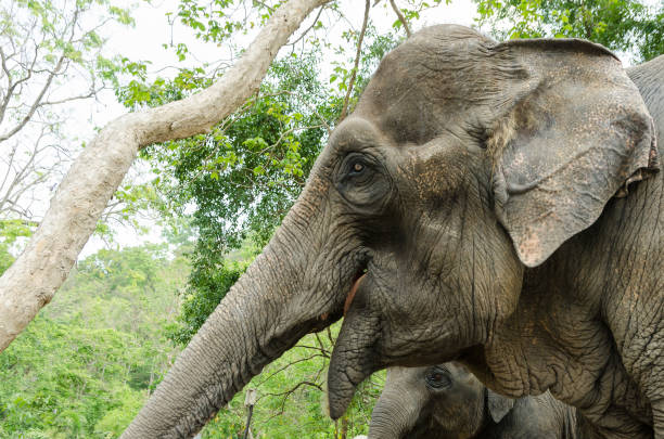 istock Thai elephant in open zoo nature 938930894