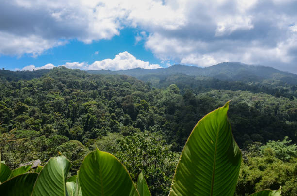 istock Jungle near the Poas Volcano 938944472