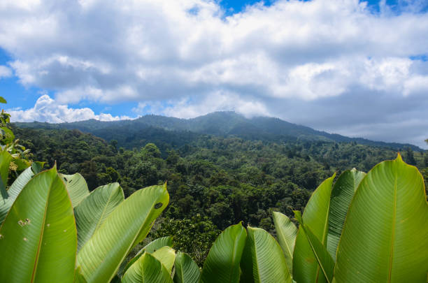 istock Jungle near the Poas Volcano 938944612