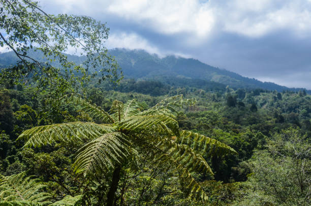 istock Jungle near the Poas Volcano 938944844