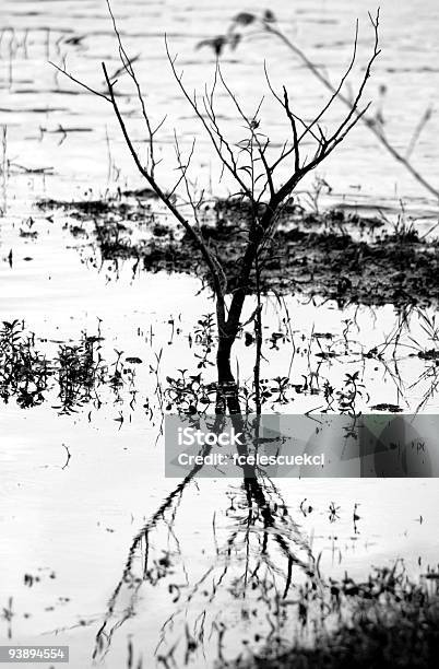 Twig Stock Photo - Download Image Now - Black And White, Black Color, Bush