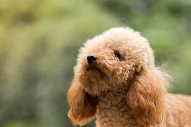 istock Toy Poodle On Grassy Field. 938949524