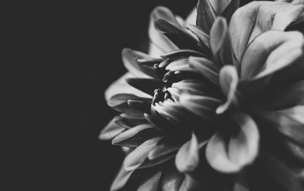 istock Beautiful Dahlia closed up with B&W color 938949954