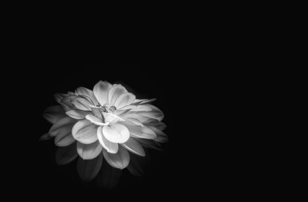 istock Beautiful Dahlia closed up with B&W color 938949960