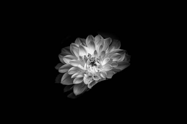 istock Beautiful Dahlia closed up with B&W color 938949964