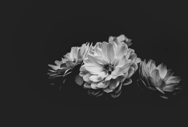 Beautiful Dahlia closed up with B&W color