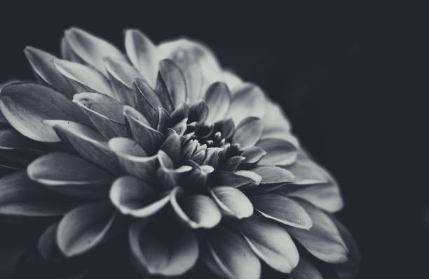 istock Beautiful Dahlia closed up with B&W color 938949978