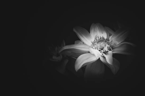 istock Beautiful Dahlia closed up with B&W color 938949986