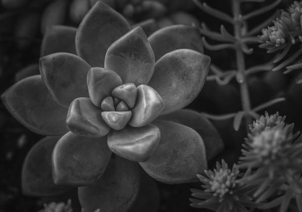 istock A group of succulent plants with B&W color 938949994
