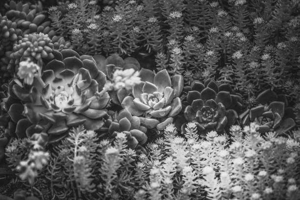 istock A group of succulent plants with B&W color 938950002