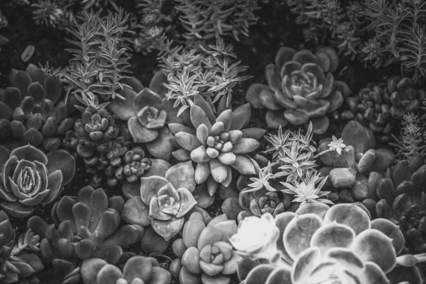 istock A group of succulent plants with B&W color 938950006