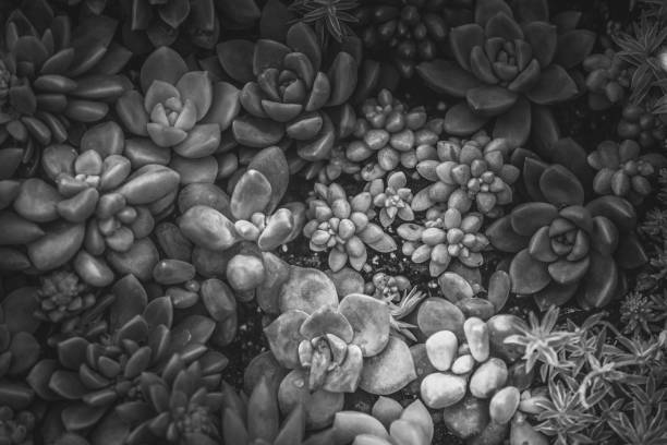 istock A group of succulent plants with B&W color 938950008