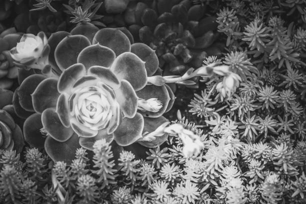 istock A group of succulent plants with B&W color 938950020