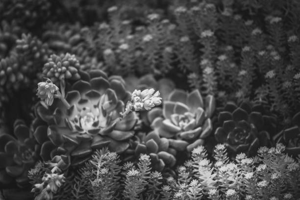 istock A group of succulent plants with B&W color 938950024