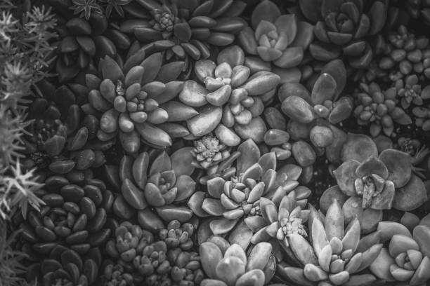 istock A group of succulent plants with B&W color 938950036