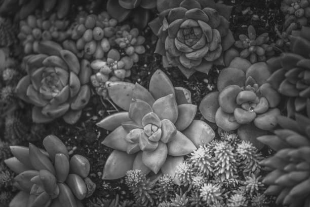 istock A group of succulent plants with B&W color 938950068
