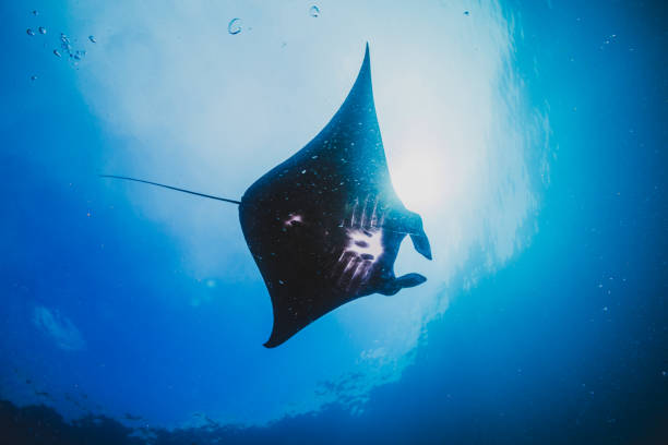 istock Silhouette of a Manta Ray Soars Overhead 938950332