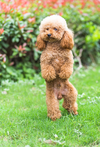 Toy Poodle On Grassy Field Stock Photo - Download Image Now
