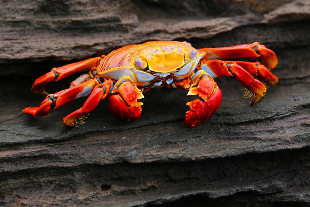 Sally lightfoot crab on Santiago Island in Galapagos National Park Sally lightfoot crab (Grapsus grapsus) on Santiago Island in Galapagos National Park, Ecuador isla san salvador stock pictures, royalty-free photos & images