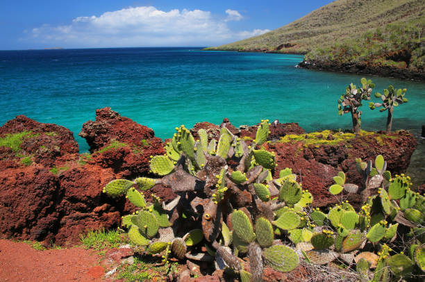 istock Galapagos prickly pear on Rabida Island in Ecuador. 938954278