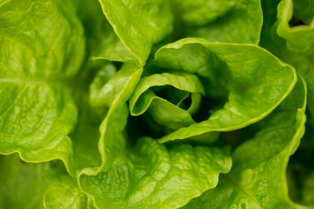 istock Fresh lettuce in early spring garden - selective focus 938969654