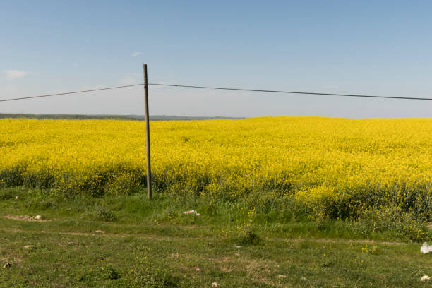 istock landscape from green nature and yellow plants field 938971922