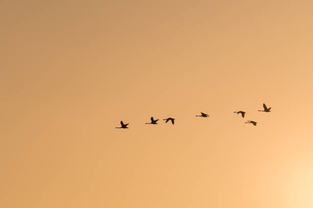 istock Flying Swans Silhouettes by a colored sky 938972078