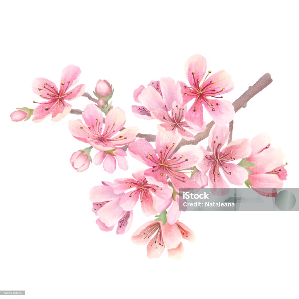 벚꽃 수채화 벚꽃에 대한 스톡 벡터 아트 및 기타 이미지 - 벚꽃, 수채화, 사과 꽃 - Istock