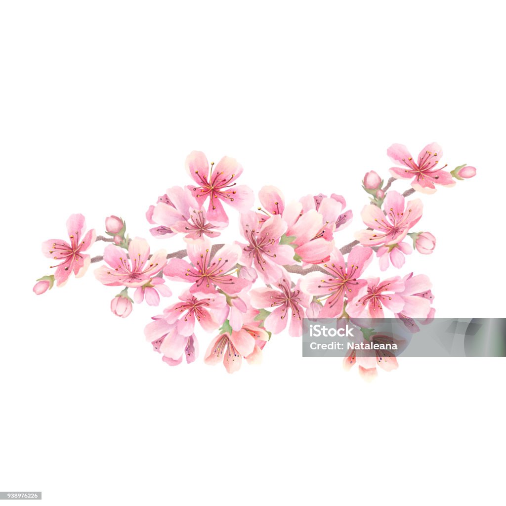 벚꽃 수채화 벚꽃에 대한 스톡 벡터 아트 및 기타 이미지 - 벚꽃, 고풍스런, 매화 - Istock