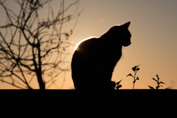 istock Black Cat outdoor and Sunset 938976470