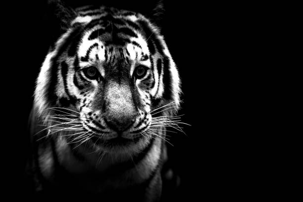 istock a tiger portrait in black and white 938977466